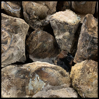 Eden Valley Petrified Wood (full rounds)