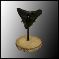 MEG115 Megalodon Tooth with Wooden Stand