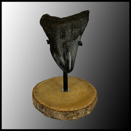 MEG115 Megalodon Tooth with Wooden Stand