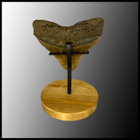 MEG118 Megalodon Tooth with Wooden stand