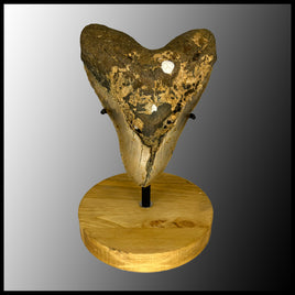 MEG118 Megalodon Tooth with Wooden stand