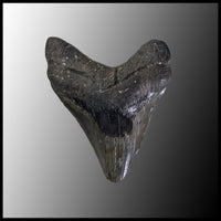MEG101 Megalodon Tooth