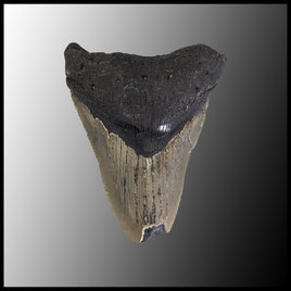 MEG107 Megalodon Tooth