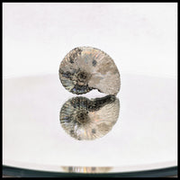 AMM267 Ammonite Fossil (South Dakota)