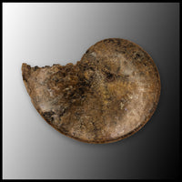 AMM268 Ammonite Fossil (South Dakota)