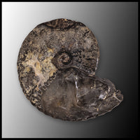 AMM270 Ammonite Fossil (South Dakota)