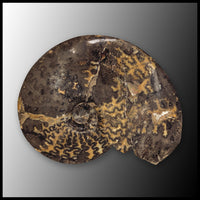 AMM271 Ammonite Fossil (South Dakota)
