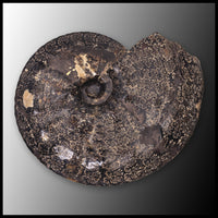 AMM272 Ammonite Fossil (South Dakota)