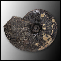 AMM272 Ammonite Fossil (South Dakota)