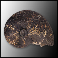 AMM273 Ammonite Fossil (South Dakota)