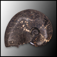 AMM273 Ammonite Fossil (South Dakota)