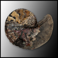 AMM274 Ammonite with Negative (South Dakota)