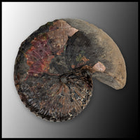 AMM274 Ammonite with Negative (South Dakota)