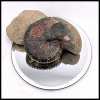 AMM274 Ammonite with Negative (South Dakota)