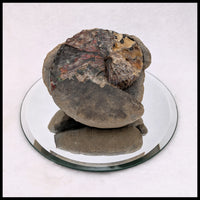 AMM274 Ammonite with Negative (South Dakota)