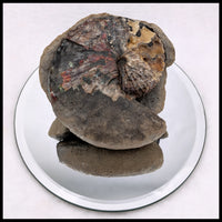 AMM274 Ammonite with Negative (South Dakota)