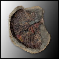 AMM274 Ammonite with Negative (South Dakota)