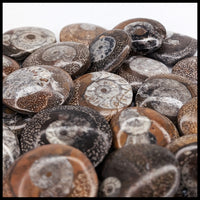 Ammonite Button - Polished (Morocco)