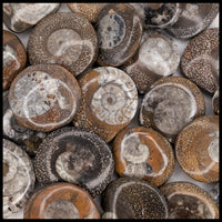 Ammonite Button - Polished (Morocco)