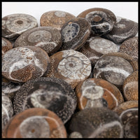 Ammonite Button - Polished (Morocco)