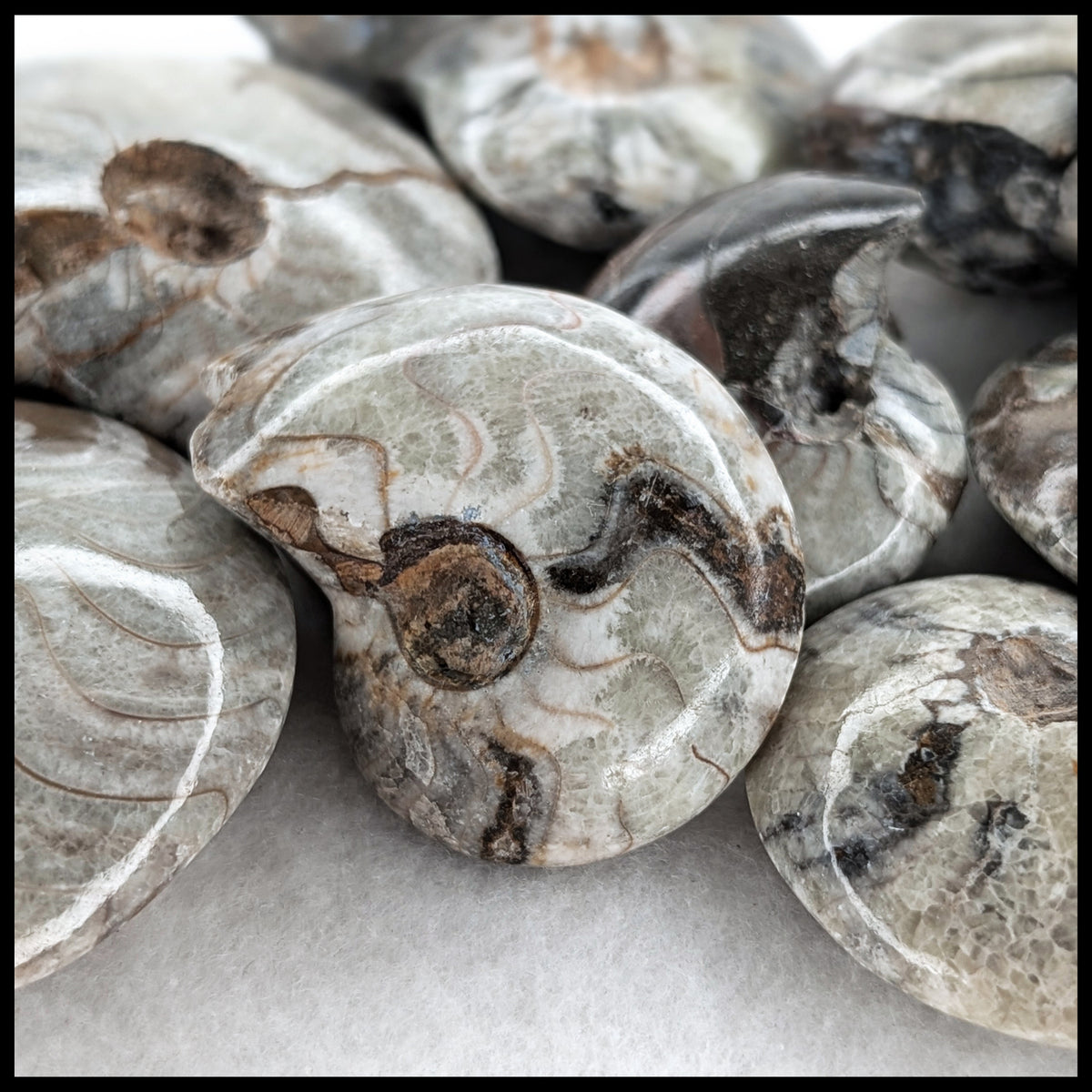 Ammonite Fossil - Polished (Morocco)| The Gem Shop, Inc.