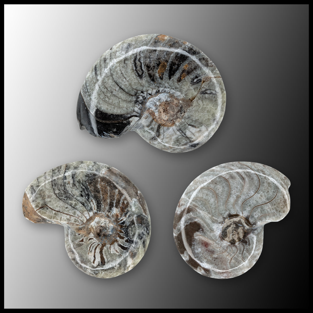 Ammonite Fossil - Polished (Morocco)| The Gem Shop, Inc.