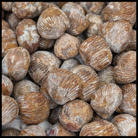 Bivalve Fossil - Natural (Madagascar)