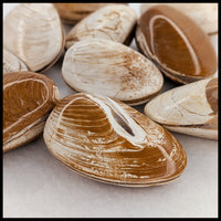 Bivalve Fossil - Polished (Madagascar)