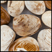 Bivalve Fossil - Polished (Madagascar)