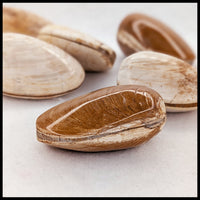 Bivalve Fossil - Polished (Madagascar)