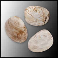 Bivalve Fossil - Polished (Madagascar)