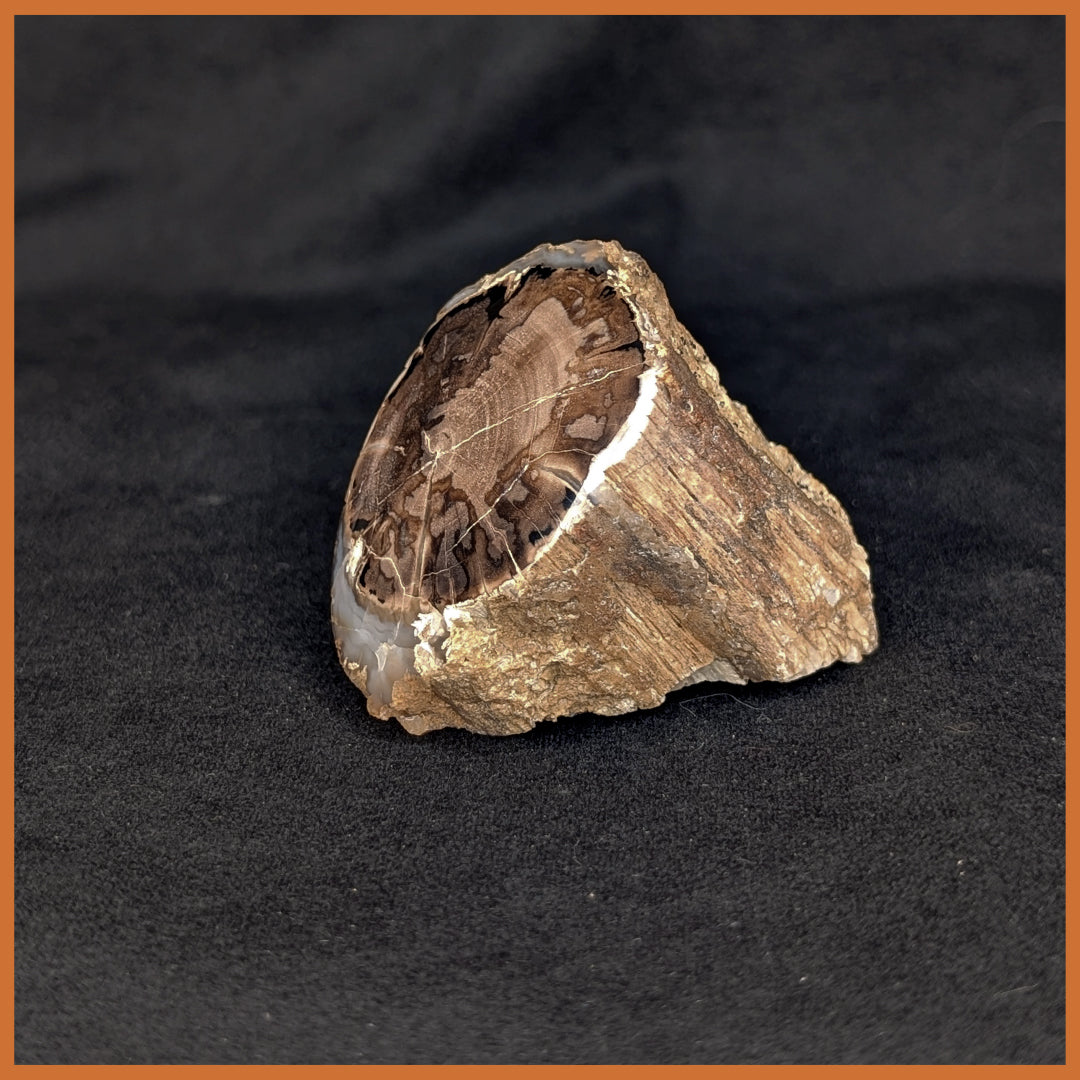 EVP299 Eden Valley Petrified Wood Polished Limb Cast| The Gem Shop