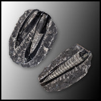 Orthoceras in Matrix (Morocco)