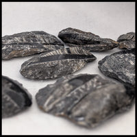 Orthoceras in Matrix (Morocco)