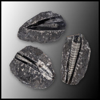 Orthoceras in Matrix (Morocco)