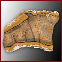 OWY115tr Owyhee Picture Jasper Slab