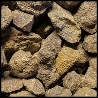 Petoskey Stones, Rough Rock, per lb