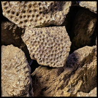 Petoskey Stones, Rough Rock, per lb