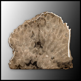 PSK103 Petoskey Stone Standup