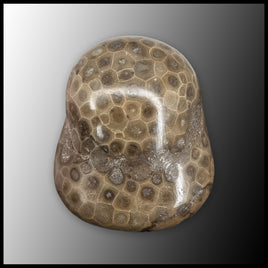 PSK106 Petoskey Stone Freeform