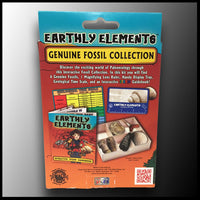 Earthly Elements: Essential Fossil Collection