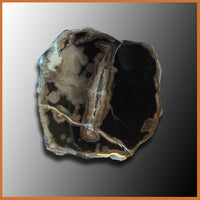 EVP288 Eden Valley Petrified Wood Limb Cast