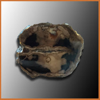 EVP288 Eden Valley Petrified Wood Limb Cast