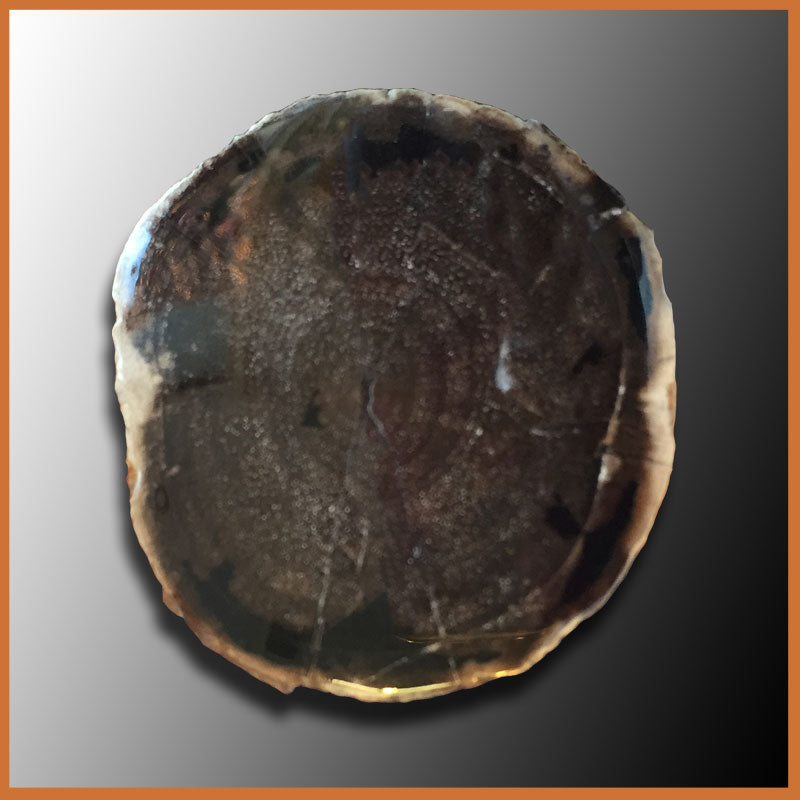EVP292 Eden Valley Petrified Wood Limb Cast - The Gem Shop, Inc.