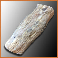 EVP292 Eden Valley Petrified Wood Limb Cast