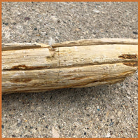 PET233 McDermitt Petrified Wood Limb