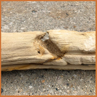 PET233 McDermitt Petrified Wood Limb