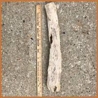 PET235 McDermitt Petrified Wood Limb