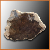 PET235 McDermitt Petrified Wood Limb