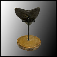 MEG116 Megalodon Tooth with Wooden Stand